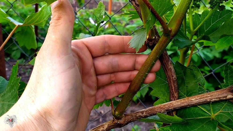 что у лозы с носом