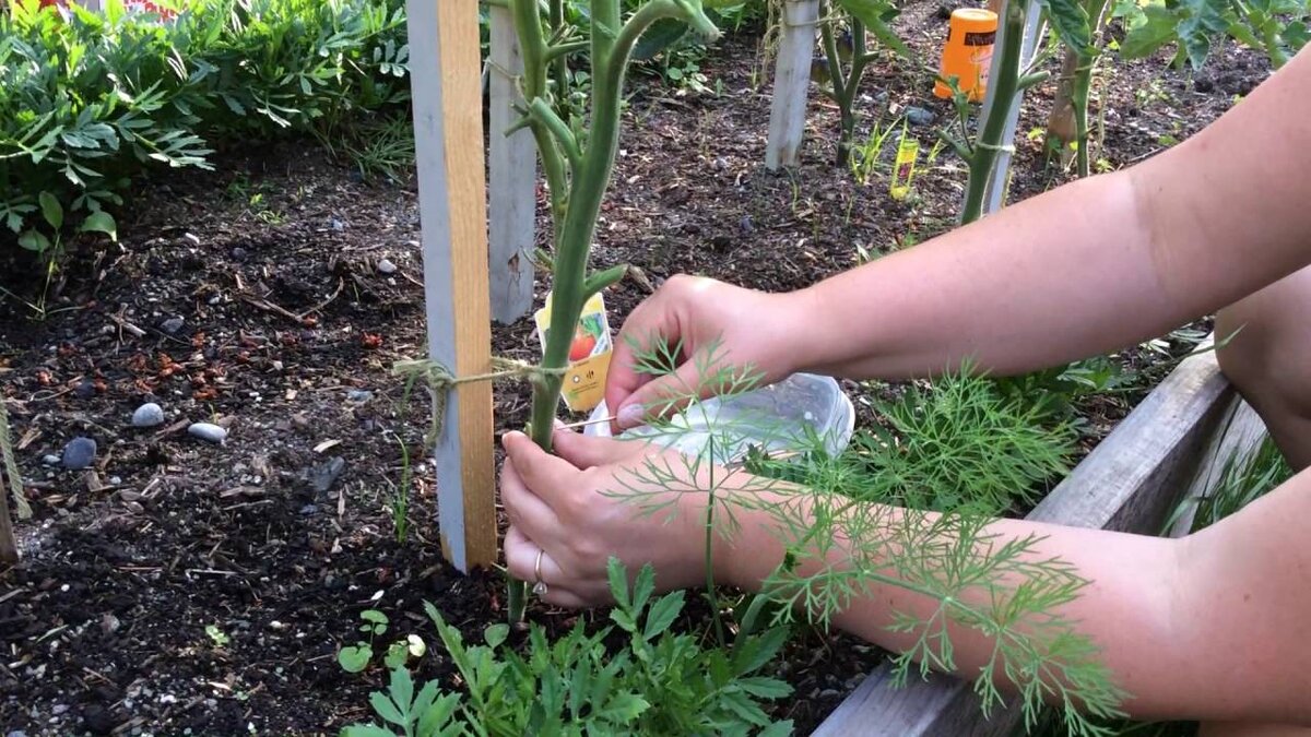 На этом фото протыкают медной проволокой стебель взрослого растения на расстоянии примерно 12 см от земли.