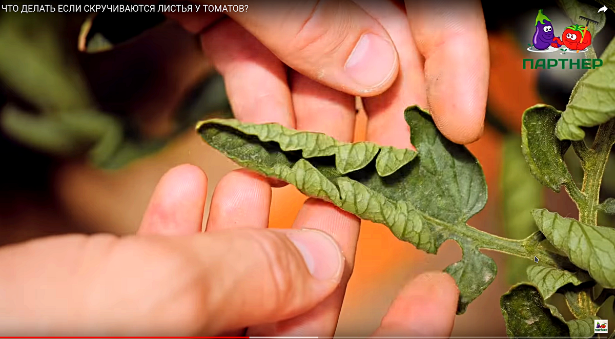 Томат черри Люба скручивает листья (сезон 2018 года)