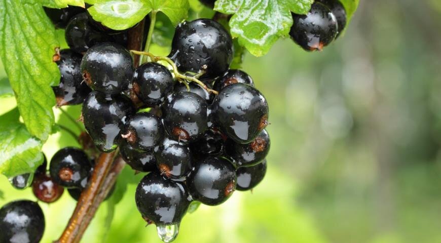 https://www.gastronom.ru/binfiles/images/20160317/b41d7448.jpg