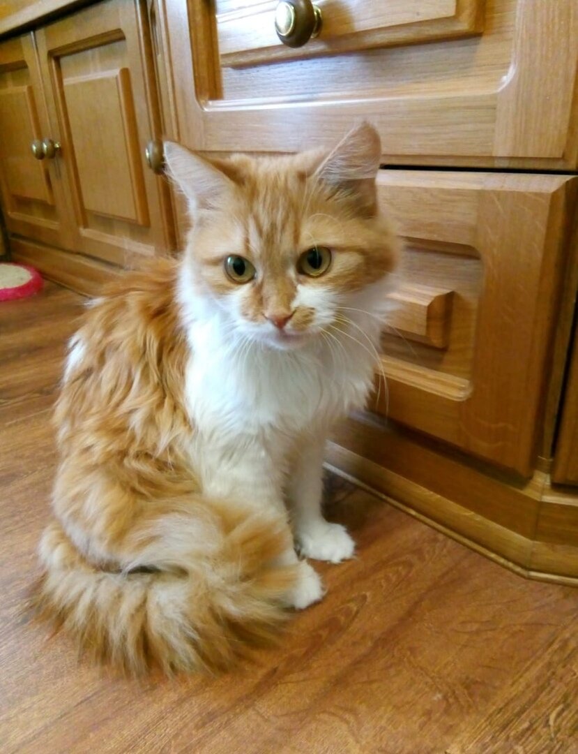 Возможно, поэтому она не царапает мебель