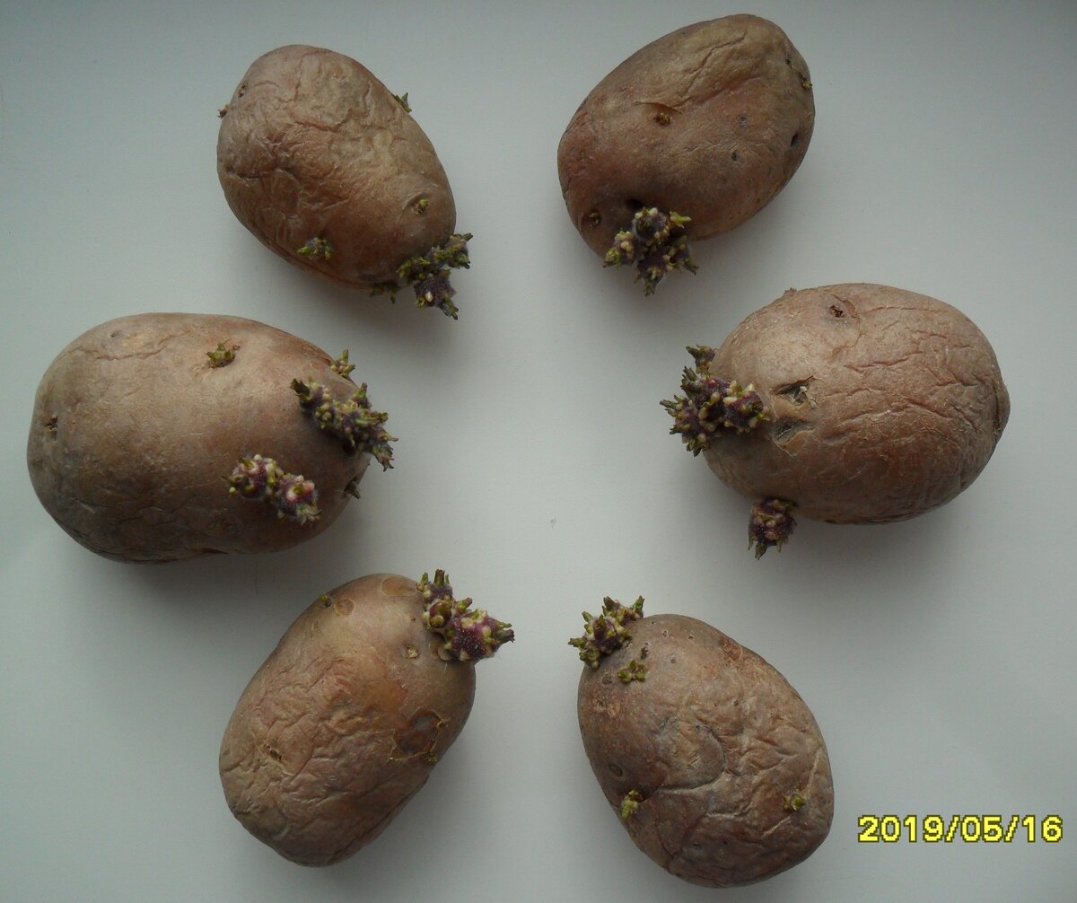 Ред Скарлет с новыми ростками