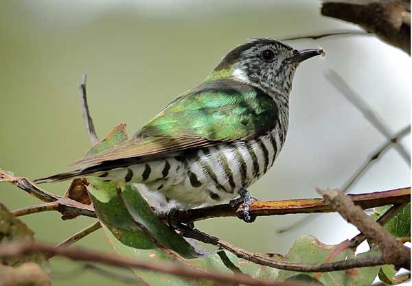 Источник фото: pagebd.com