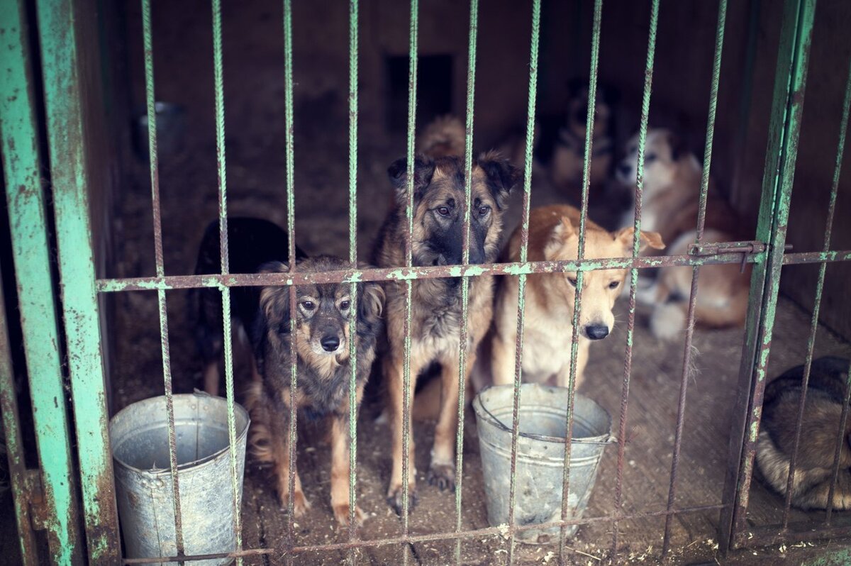 Слева направо: Вишня, Фрида и их друг в приютском вольере