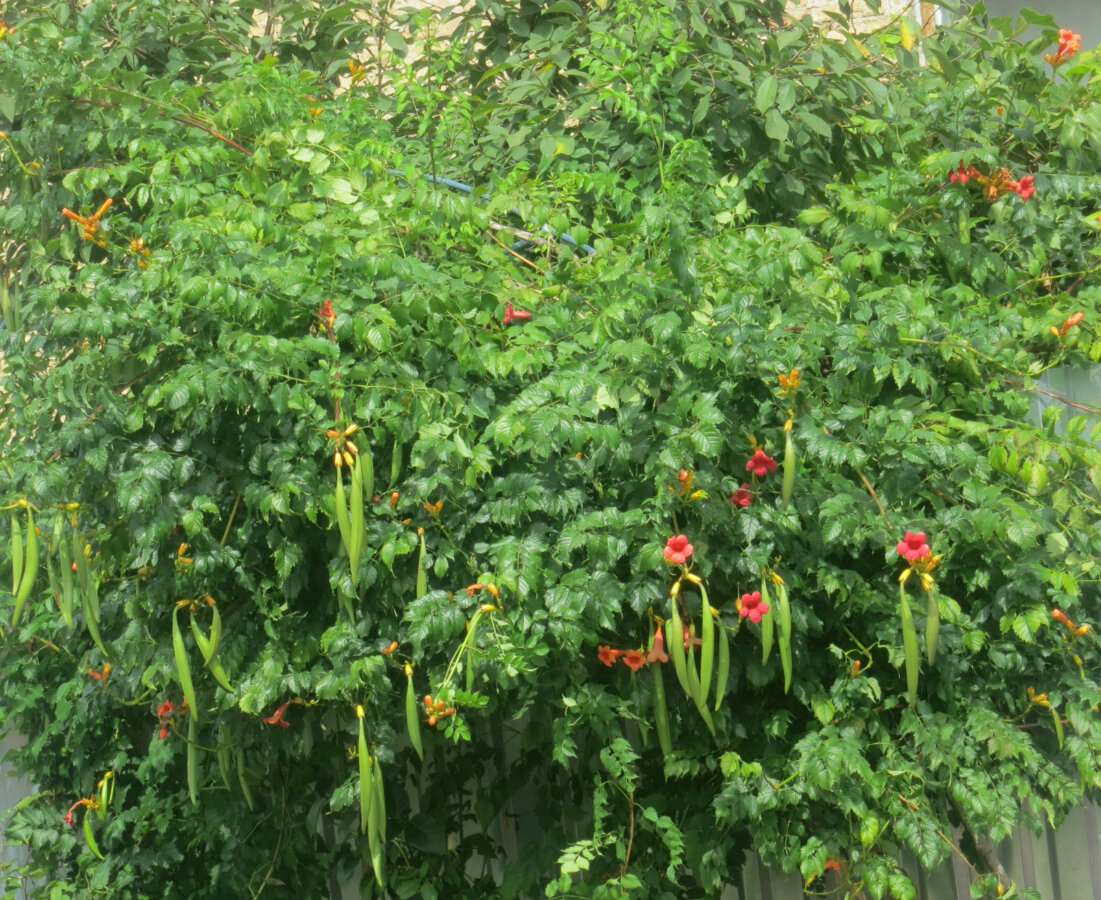 Кампсис оплел забор. Это не самая обильная пора цветения растения  