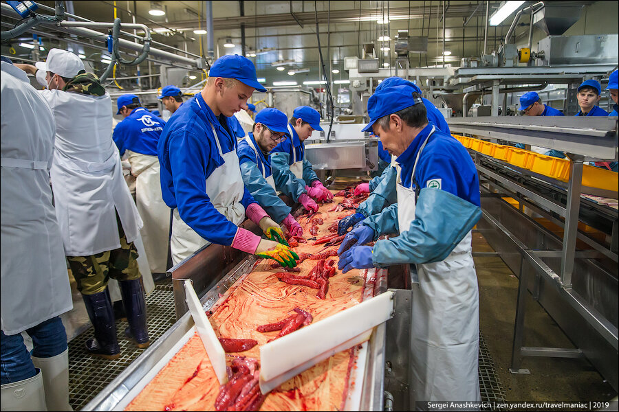 Сколько получают рабочие на Камчатке на красной икре, и в каких условиях они живут на рыбзаводах