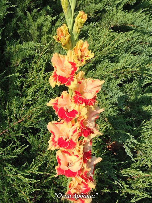 Гладиолус "Огни Арбата" 