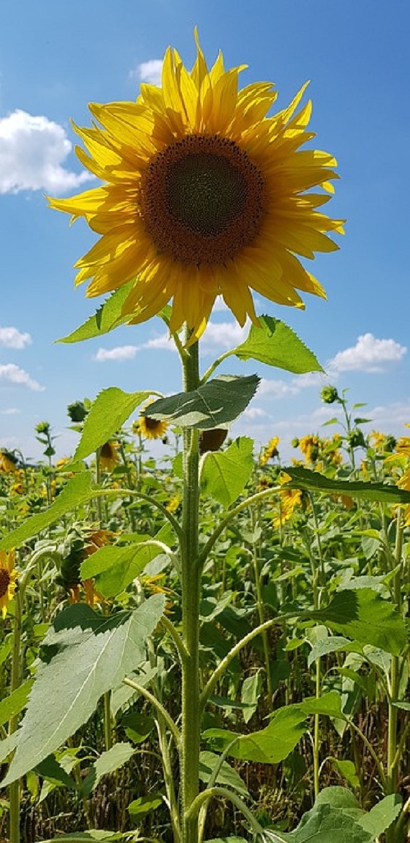 https://cdn.pixabay.com/photo/2019/10/30/09/18/sunflower-4589039_960_720.jpg