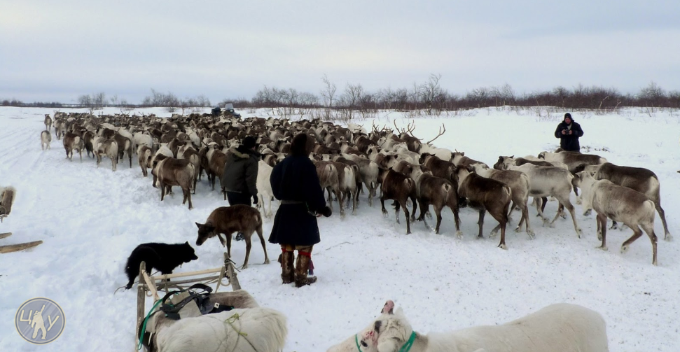 Собаки у местных коренных жителей играют очень важную роль. Я видел как они помогают сгонять стадо, в плотное кольцо. Так же наблюдал как маленькая собачонка делала разведку оббегая окрестности, низины, и логи где уже не было оленей, и делала она это для убеждения что ни один олень не отбился от стада. Очень умные псины.