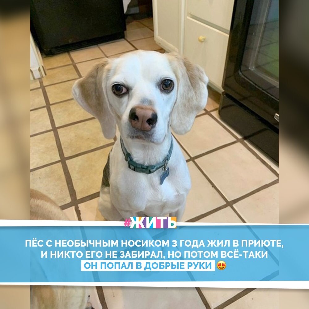 Каждая собака обладает своим характером. Возможно, именно поэтому мы так быстро привязываемся к ним и так сильно их любим. Нет ни одного человека, который бы не стал свидетелем проявления какой-нибудь странности своего питомца🐶💓

Воспринимайте всех такими, какие они есть, любите их. Ведь недостаток - это не отклонение, а особенность и индивидуальность каждого☝️❤️

#жить #проектжить #добро #животные