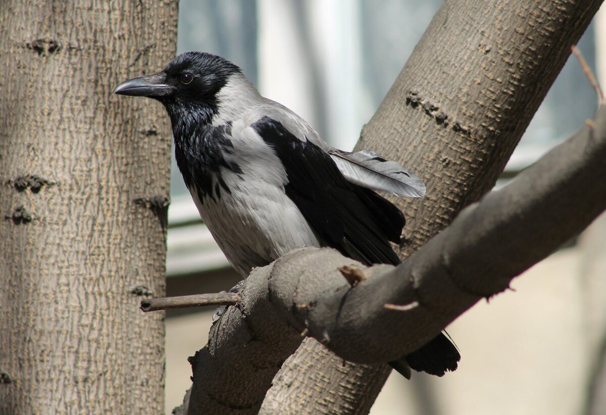 Фото: Яндекс