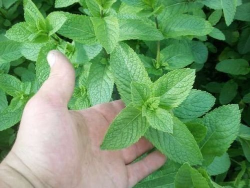 Перечная мята