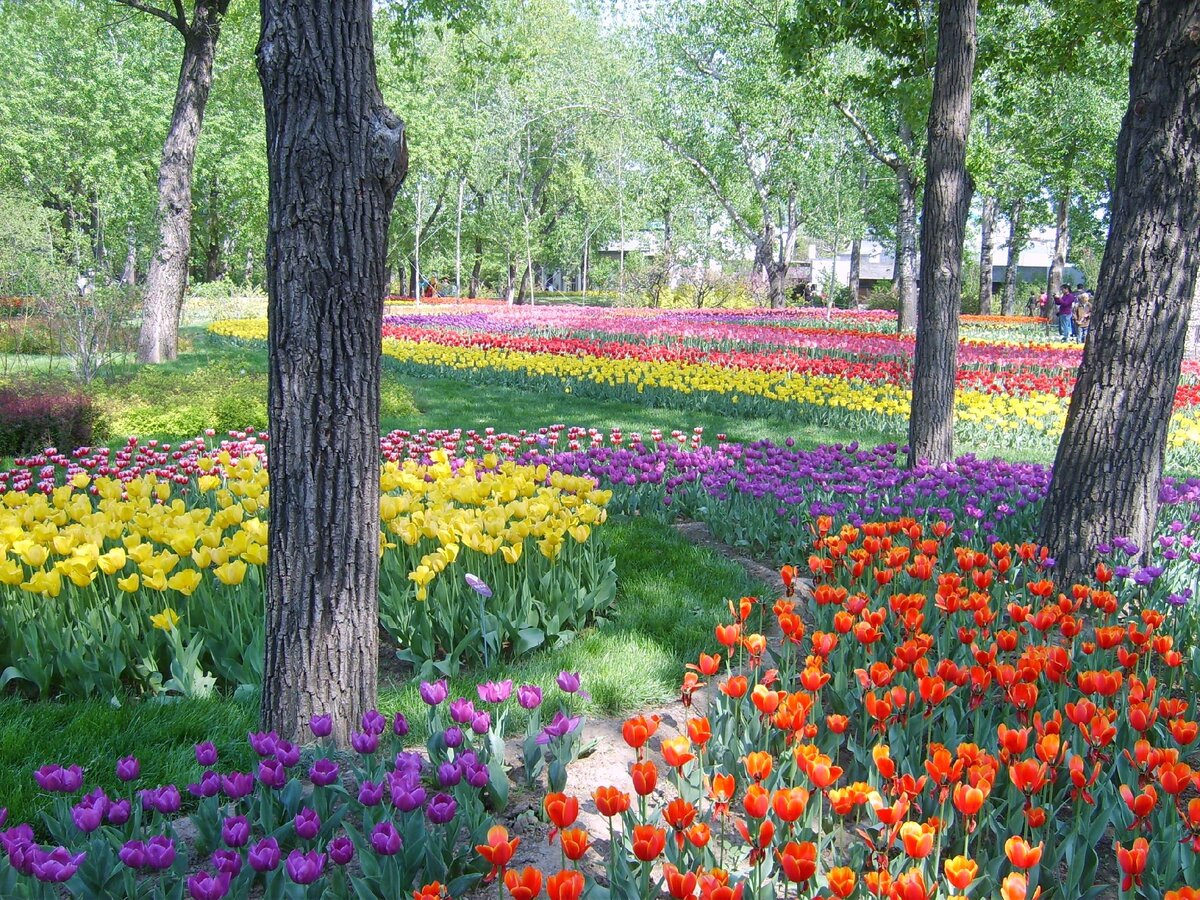      Тюльпаны в Пекинском ботаническом саду