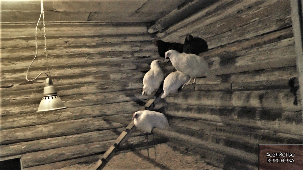 Перед сном на насестах