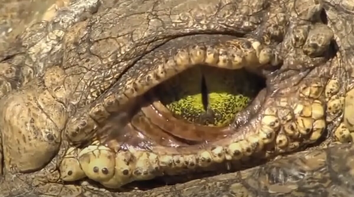 Глаз крокодила, с защитной оболочкой