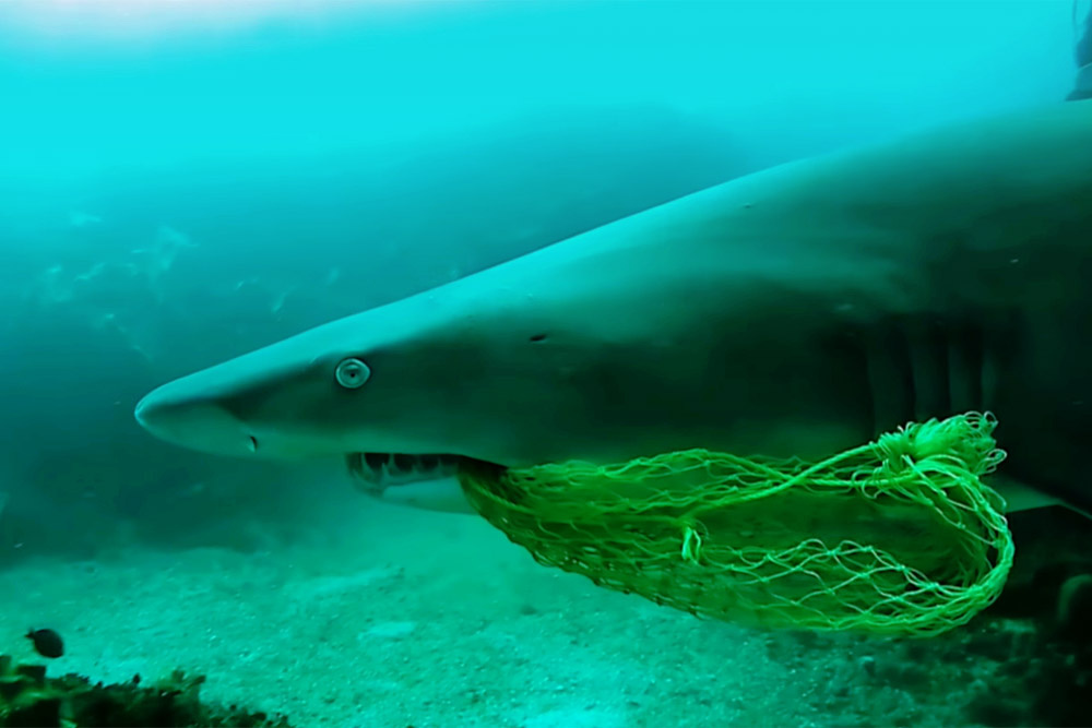 Фото: Яндекс картинки