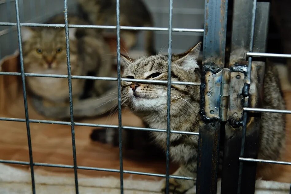 Источник: зоопансионат "Альма", Воронеж