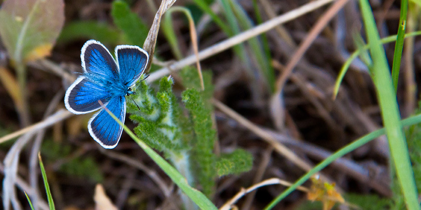 Ацетозия  (Johanssonia acetosea)