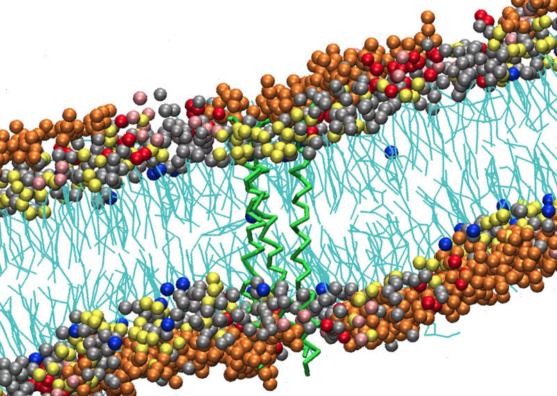 триглицериды жировой ткани