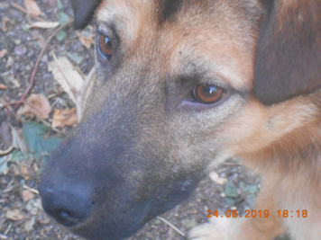 Красавец Бим