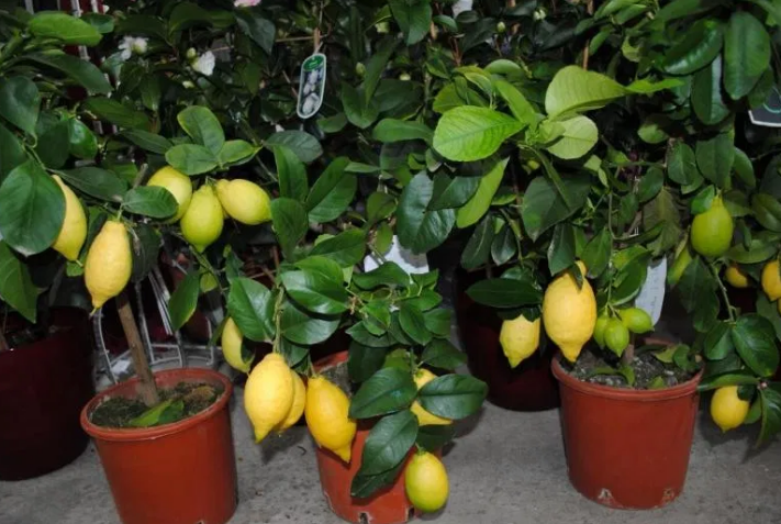 Фотография взята из источника yandex.ru