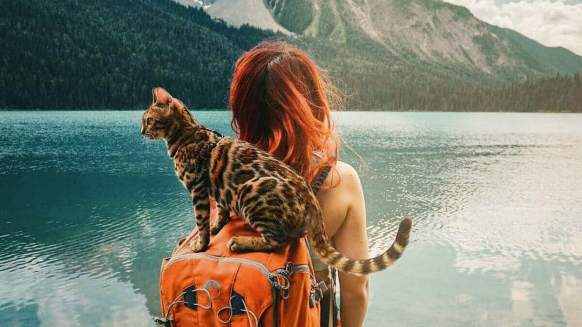 Сьюки кот путешественник