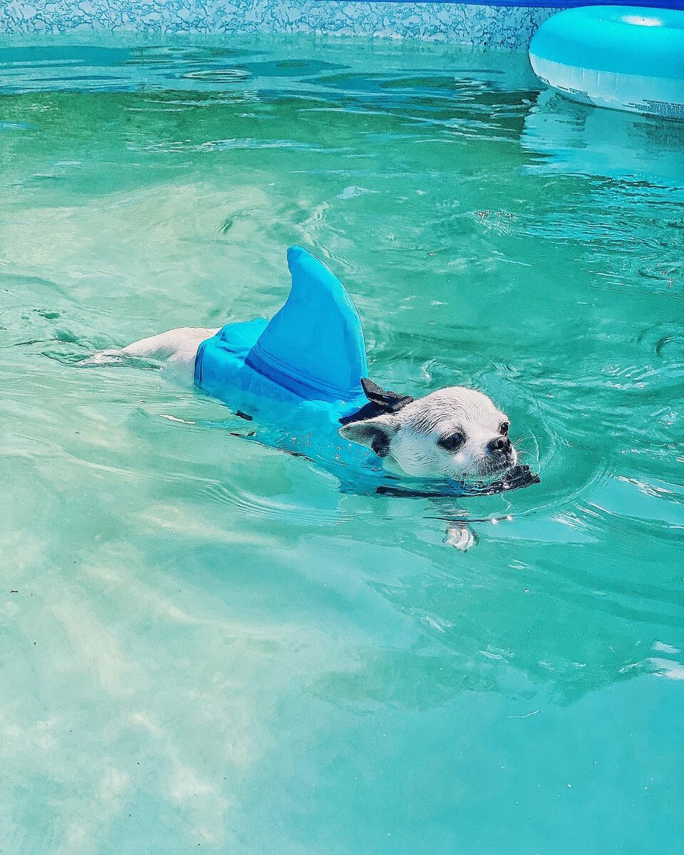 Instagram: @chiwawa_bella