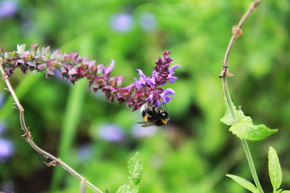 Ботанический парк королевы елизаветы. Национальный парк монтеверде (коста-рика). Парк в батуми ботанический сад. Ботанический сад чакви. Ботанический сад на зелёном мысе грузия.