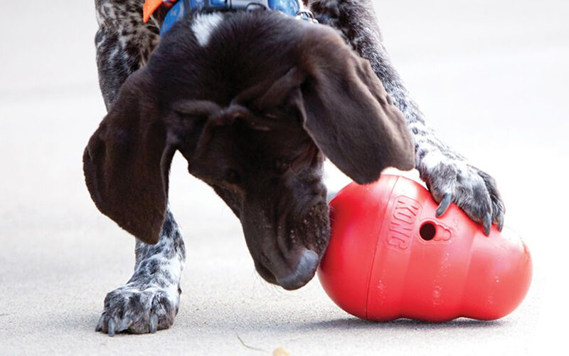 Dog eating. собачий кайф.