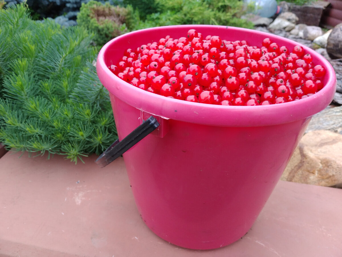 Первый сбор ягоды - ведерко 5 л