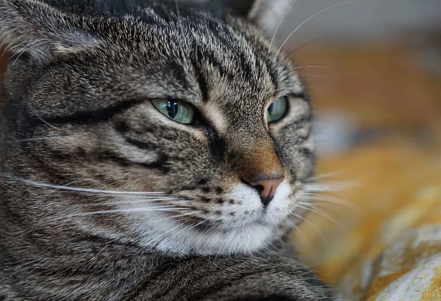 Источник фото pxhere.com