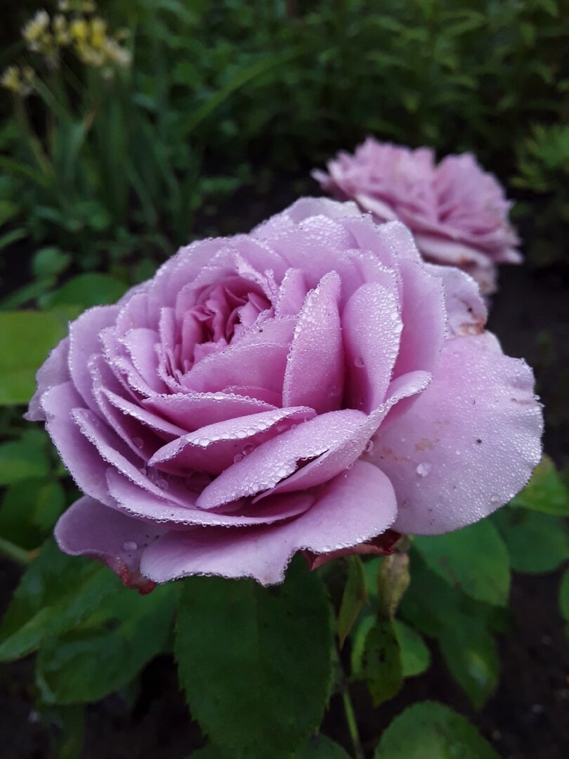 Миниатюрная роза, сорт Lavender Ice