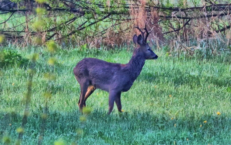 Грациозный красавец.