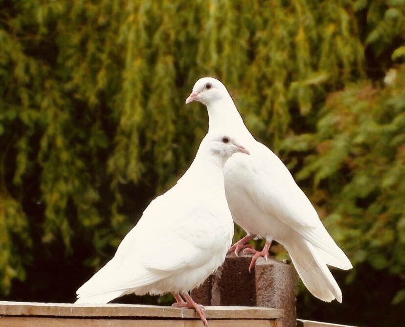 Фото из свободного источника интернет