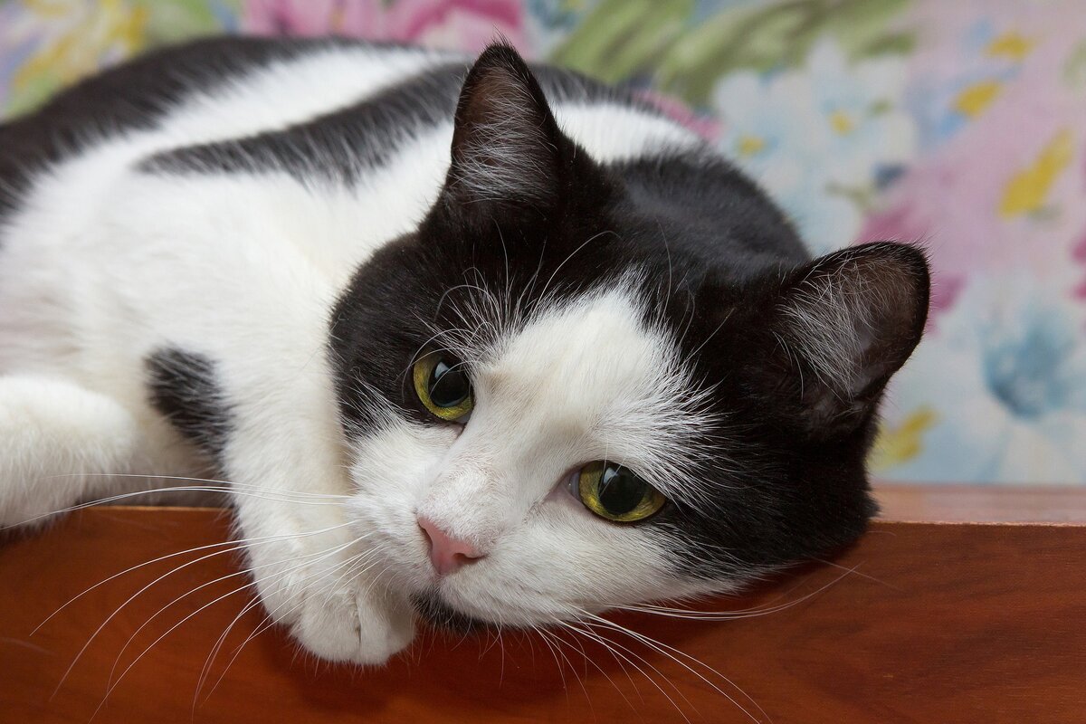 Изображение Bairyna с сайта Pixabay 