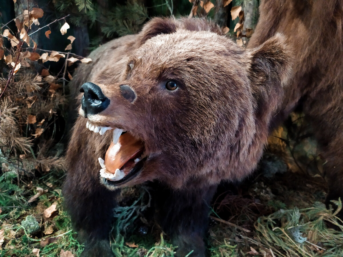 Экспозиция «Животный мир Ялуторовского района»