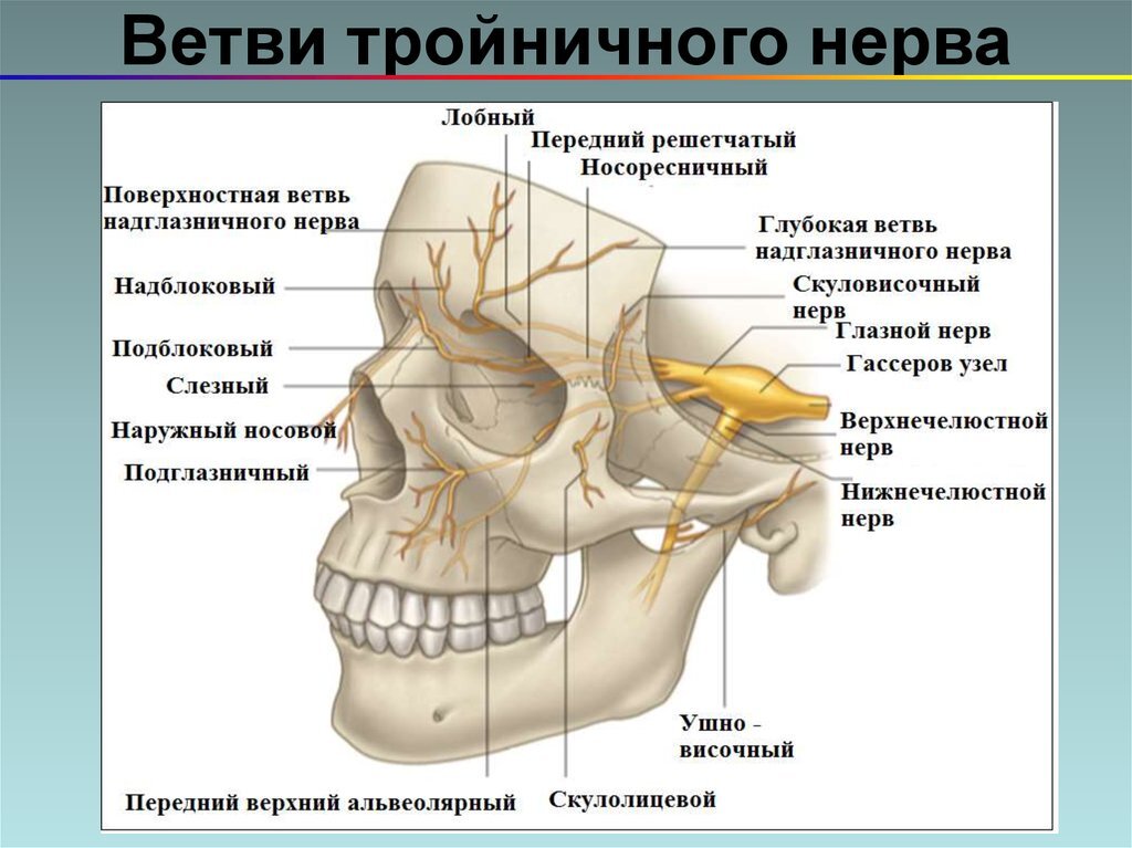 Крылонебный узел схема