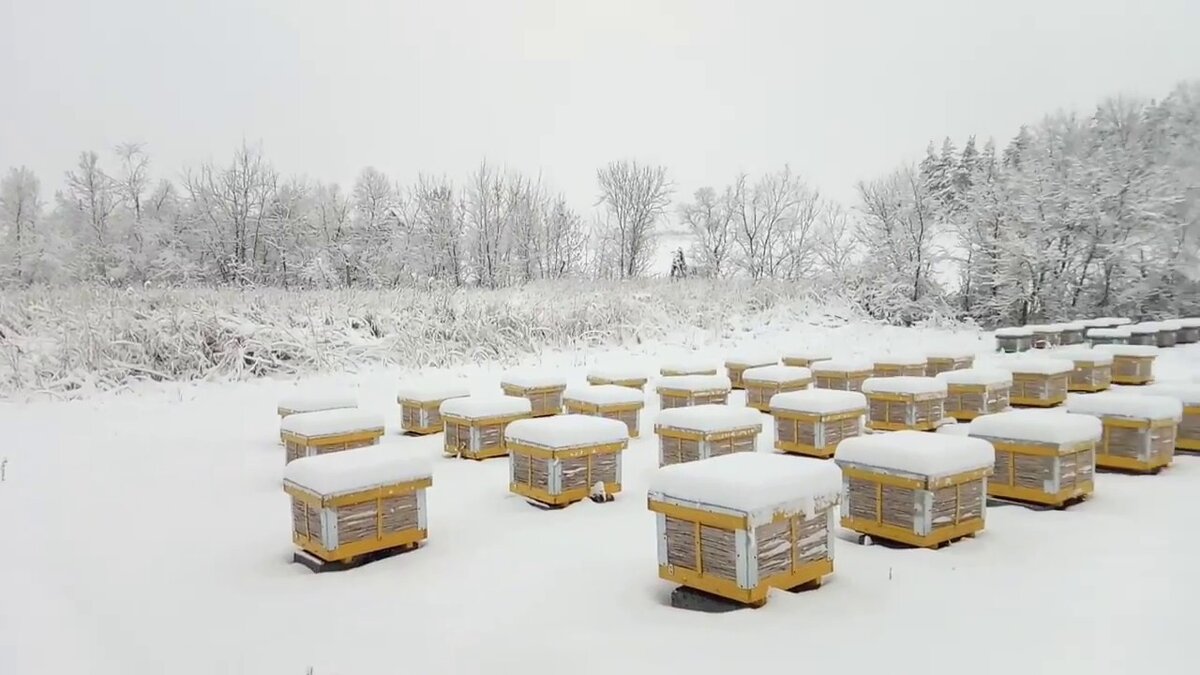 Пасека зимой