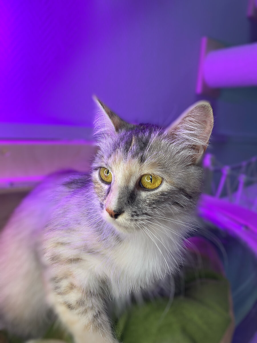 Котик из FrrFrrHouse 