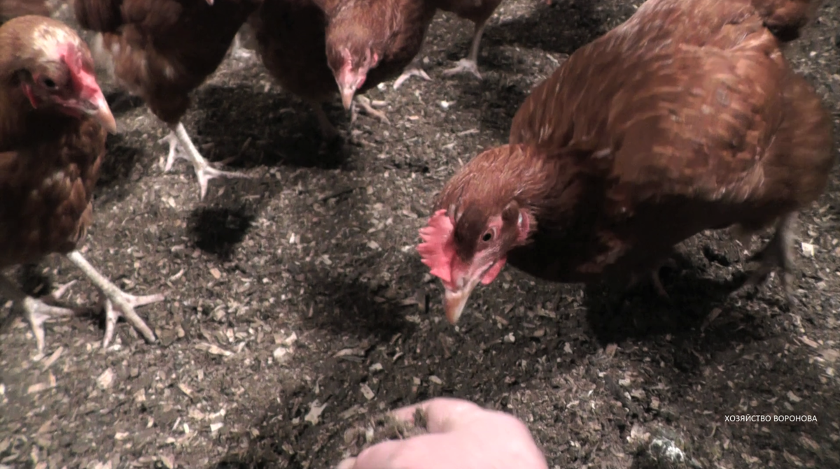 куры в курятнике