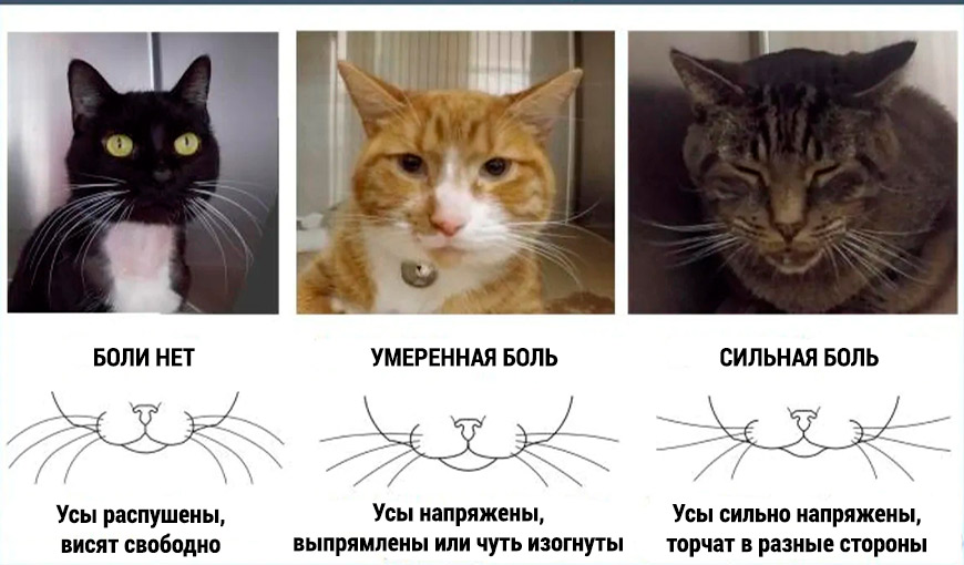 Кошка чувствует когда пора