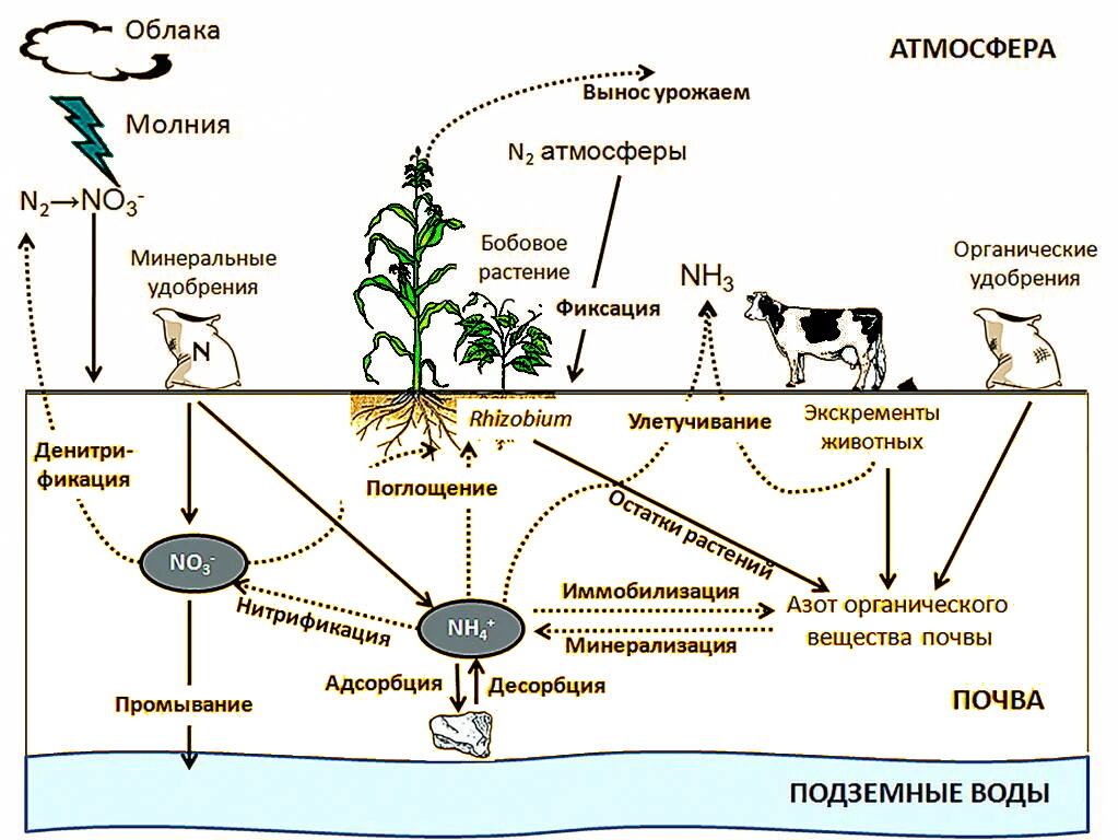 Нарисовать схему круговорот в природе