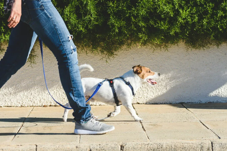 Фотография взята из источника folkextreme.ru