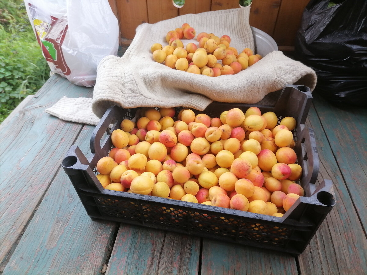 Выращивание абрикоса на Урале и в Сибири – правила посадки и лучшие сорта