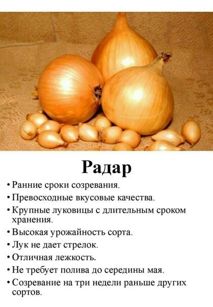 Еще пять сортов лука, которые отлично подходят для посадки поздней осенью.Выберите свой сорт...