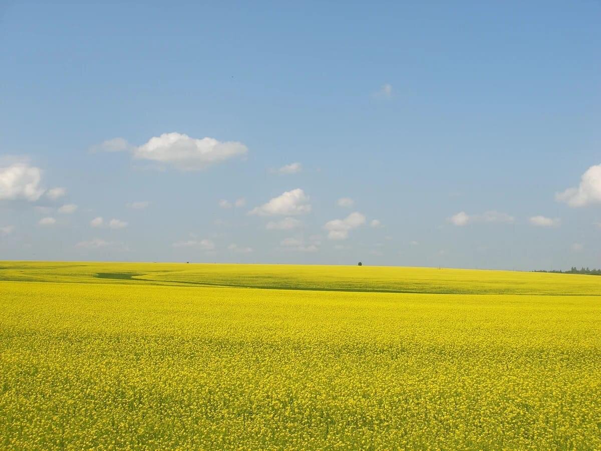 Велико поле. Украина поле рапса. Рапс поле Краснодар. Желтое поле. Желтые поля в Краснодарском крае.