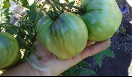 Японка. 22 июля. Вторая кисть.