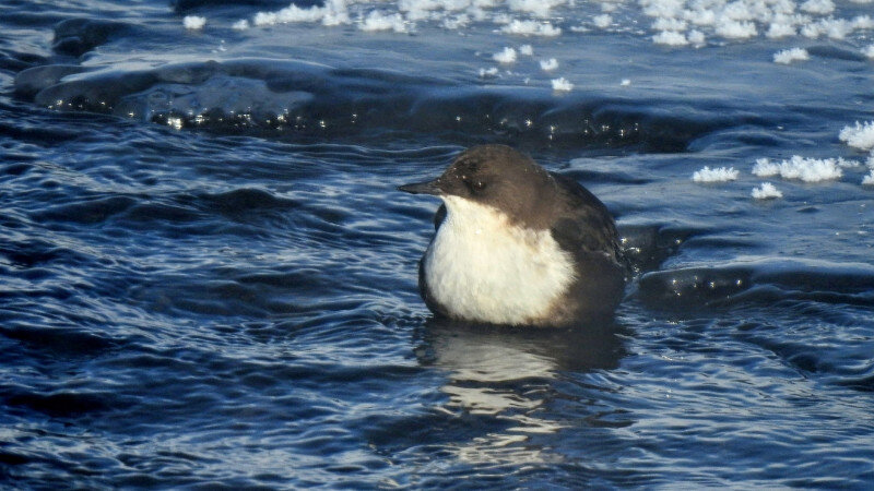     Оляпка. www.inaturalist.org, Михаил Новичков