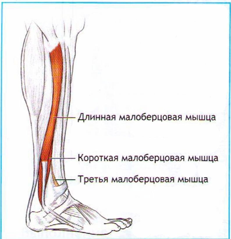 Сухожилия на ногах схема