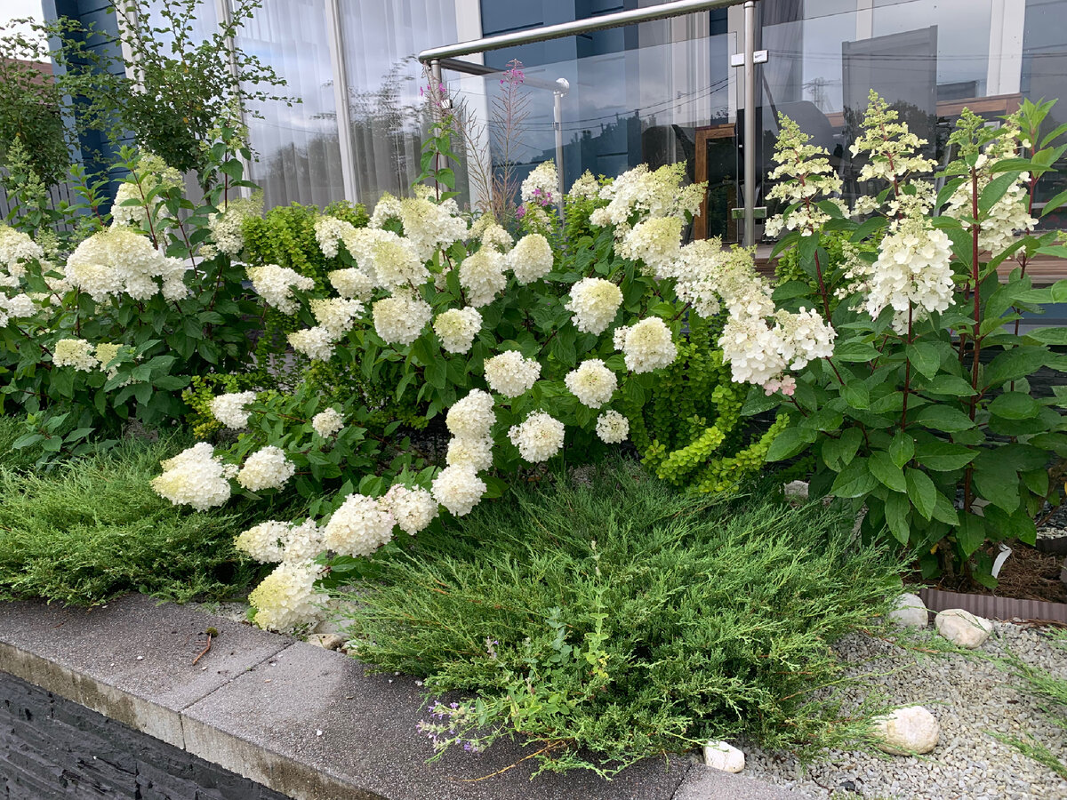 Обливной цветение